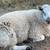 6 lambs, wethers 5 thumbnail