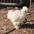 Silkie satin hens and pullets 1 thumbnail