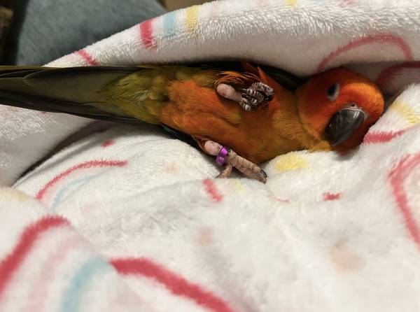 Red factor sun conure (Male)63948404268291121