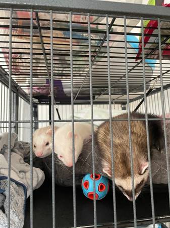 Rehoming ferrets 1
