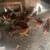 Roosters Ducks Available 5 thumbnail