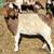 Boer goat does 3 thumbnail