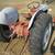 "Ford" 8N tractor  "New" battery, carb., recent right side tires 3 thumbnail