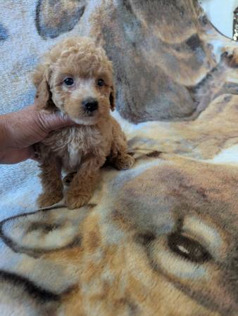 Toy Poodle. cachorro. (Portsmouth)634696620921631228