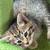 rehoming kittens 3 thumbnail