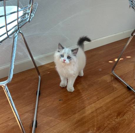 Sweetest Kitten for Adoption! (napa county)63947239555074120