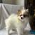 Pomeranians 1 thumbnail
