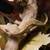 Crested Geckos 1 thumbnail