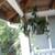 HOUSE PLANTS change price 3 thumbnail