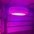 Grow Lights 4 thumbnail