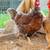 laying hens 9 thumbnail