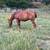 Quarter Horse Gelding 1 thumbnail