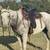 Ranch gelding 3 thumbnail