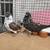 Nikolaev pigeons high-flying butterflies 4 thumbnail