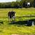 Horse training/ Daywork 6 thumbnail