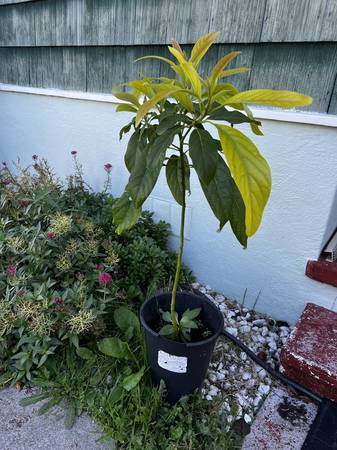 Hass Avocado trees 1