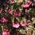PLANT SALE 9 thumbnail