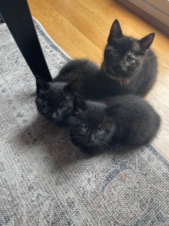 4 kittens for rehoming63689210086915120