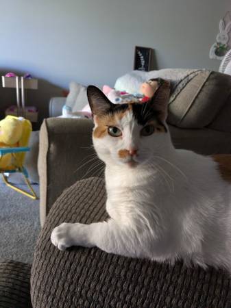Neutered yellow Tabby  and  Spayed Calico (Lincoln)63857444862851122
