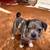 Pug/mini border collie 2 thumbnail