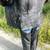 Woman’s Custom Leather Riding Jacket and Matching Chaps 2 thumbnail