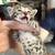 Bengal kittens 4 thumbnail