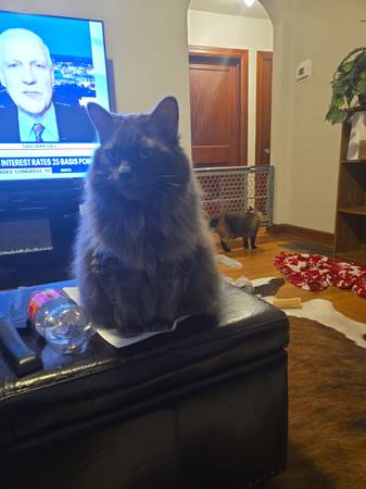 Cat for adoption (Frederick)63618994765059121