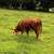 Young Miniature Hereford Cow 2 3 thumbnail