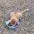 Rehomeing stray kittens 6 thumbnail