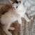 Seeking safe and loving homes for kittens 2 thumbnail