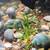 Blue & Ivory Mystery Snails 2 thumbnail