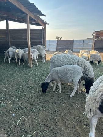 DORPER SHEEP/BORREGOS 1