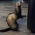 Ferret 1 thumbnail
