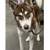 Huskies need homes 4 thumbnail