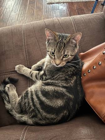2 kittens looking for new home (Theodore AL)63920391377922120
