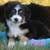 Toy/mini Aussie doodle puppies 1 thumbnail