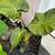 Elephant ear variations 6 thumbnail