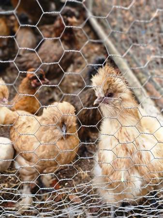 Beautiful chicks and (Halifax NC)63897334421507121
