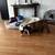 American Bully for sale female $3500 10 thumbnail