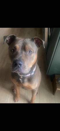 Rehoming dog (Kingston)64032357807235120