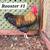 🐓 Roosters For Sale 🐓 2 thumbnail