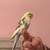 Parakeet tamed 4 thumbnail