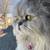 Male Persian cat 1 thumbnail