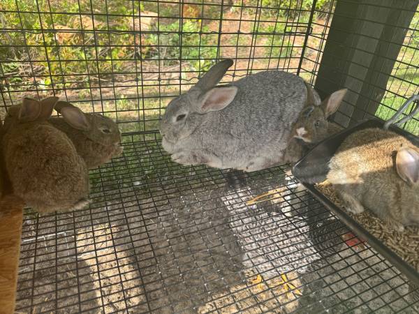 Silver fox newzealand doe 1