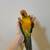 Sun Conure 3 thumbnail