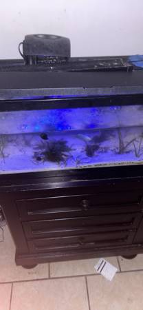 Fish Tank 1