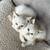 Kittens ready for rehoming 4 thumbnail