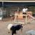 Nigerian dwarf goats 5 thumbnail