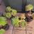 9 succulents, cacti plants 11 thumbnail