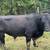 Cows 4 thumbnail
